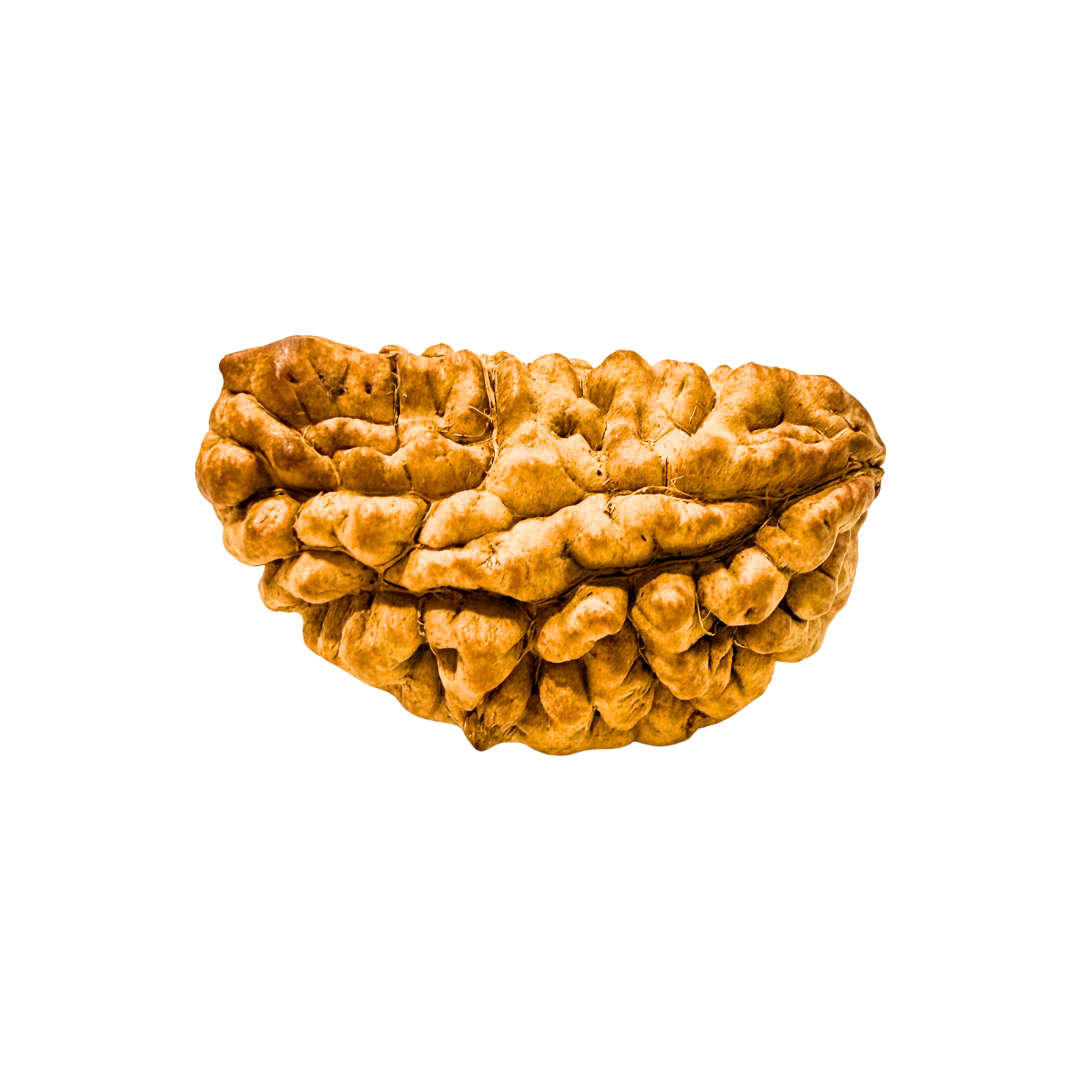 1 Mukhi Rudraksha Kaju Dana