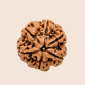 6 Mukhi Nepali Rudraksha