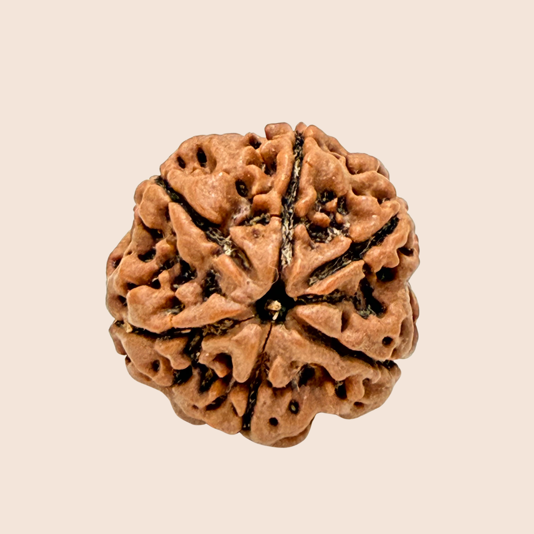 6 Mukhi Nepali Rudraksha