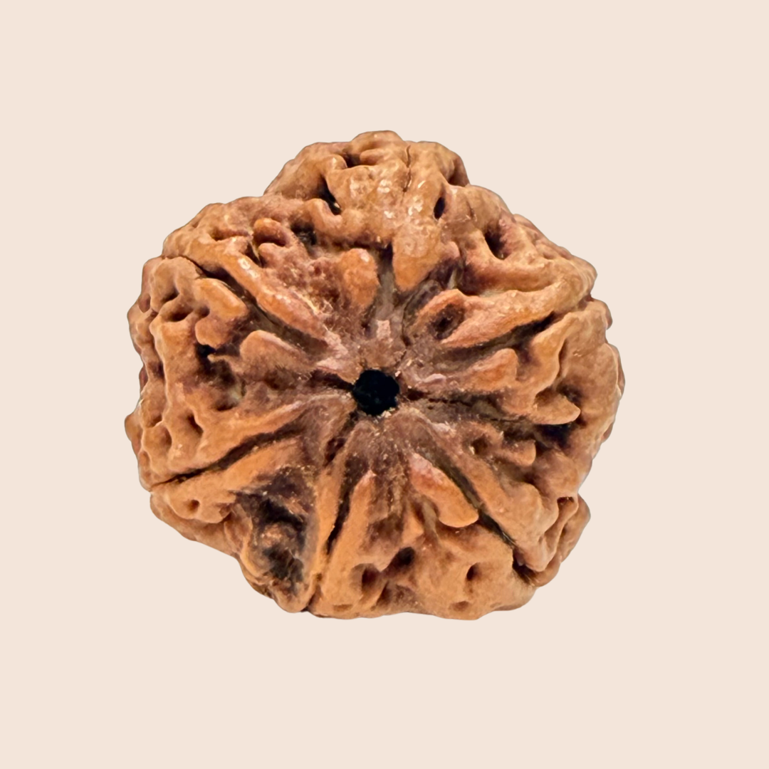 6 Mukhi Nepali Rudraksha