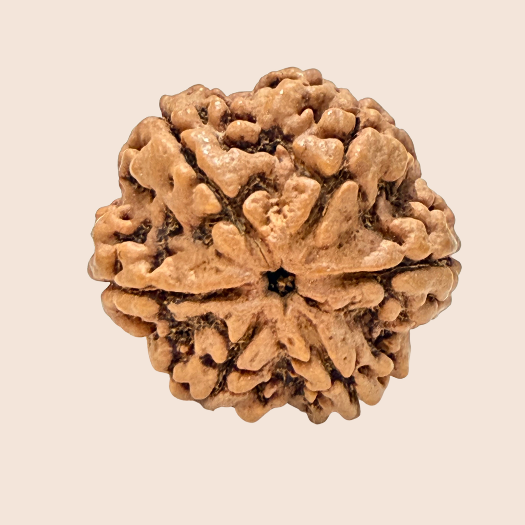 6 Mukhi Nepali Rudraksha