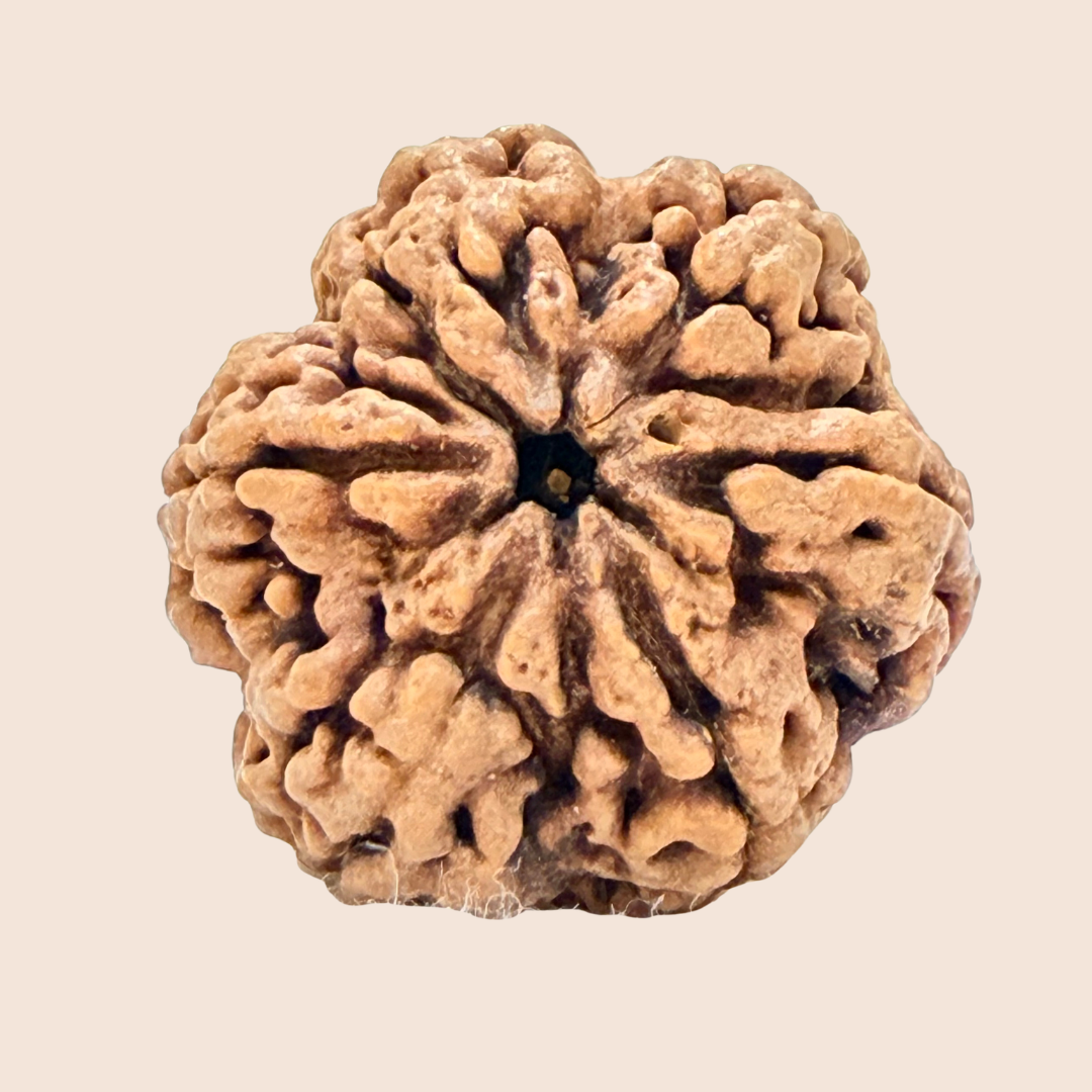6 Mukhi Nepali Rudraksha