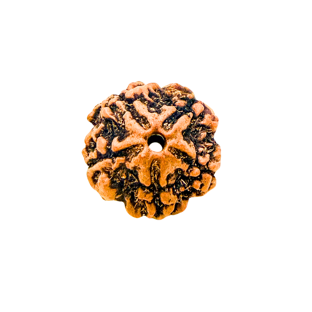 Original 5 Mukhi Nepali Rudraksha