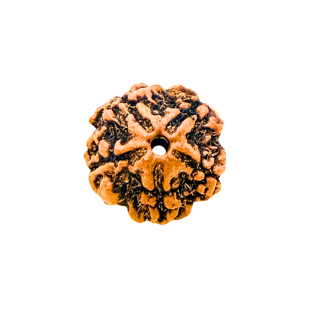 Original 5 Mukhi Nepali Rudraksha