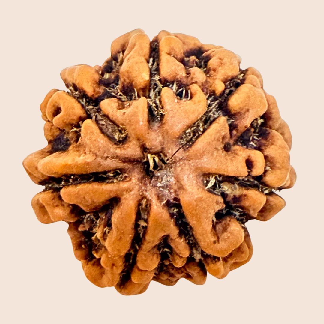 7 Mukhi Nepali Rudraksha