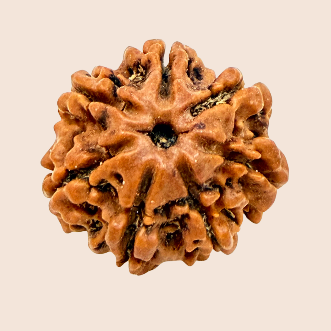 7 Mukhi Nepali Rudraksha
