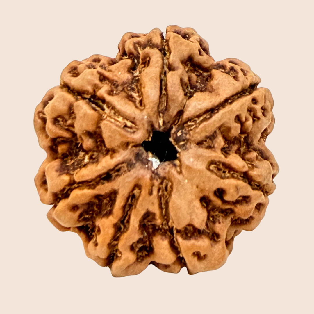 7 Mukhi Nepali Rudraksha