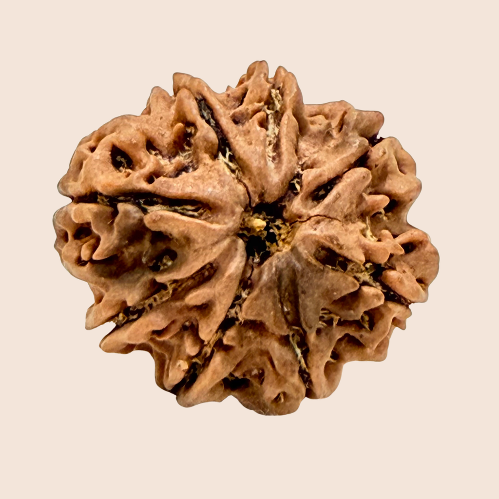 8 Mukhi Nepali Rudraksha