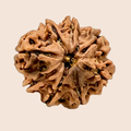 8 Mukhi Nepali Rudraksha