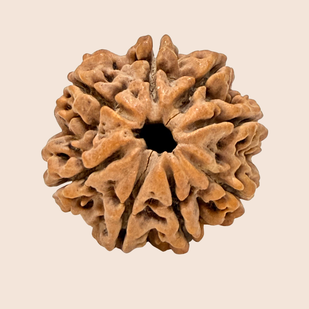 8 Mukhi Nepali Rudraksha