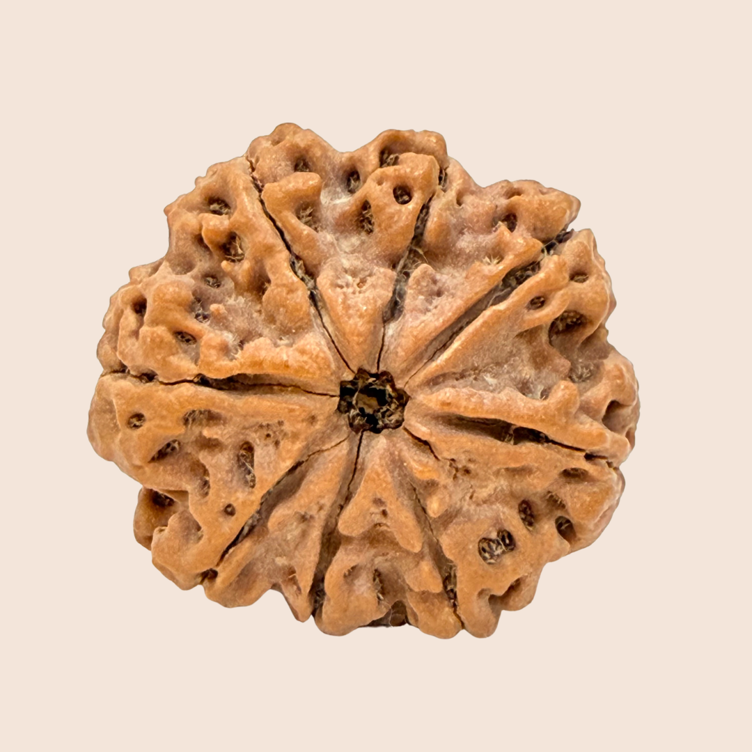 8 Mukhi Nepali Rudraksha