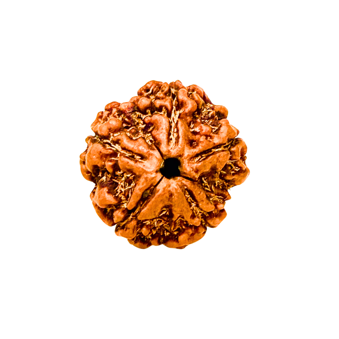 Original 5 Mukhi Nepali Rudraksha