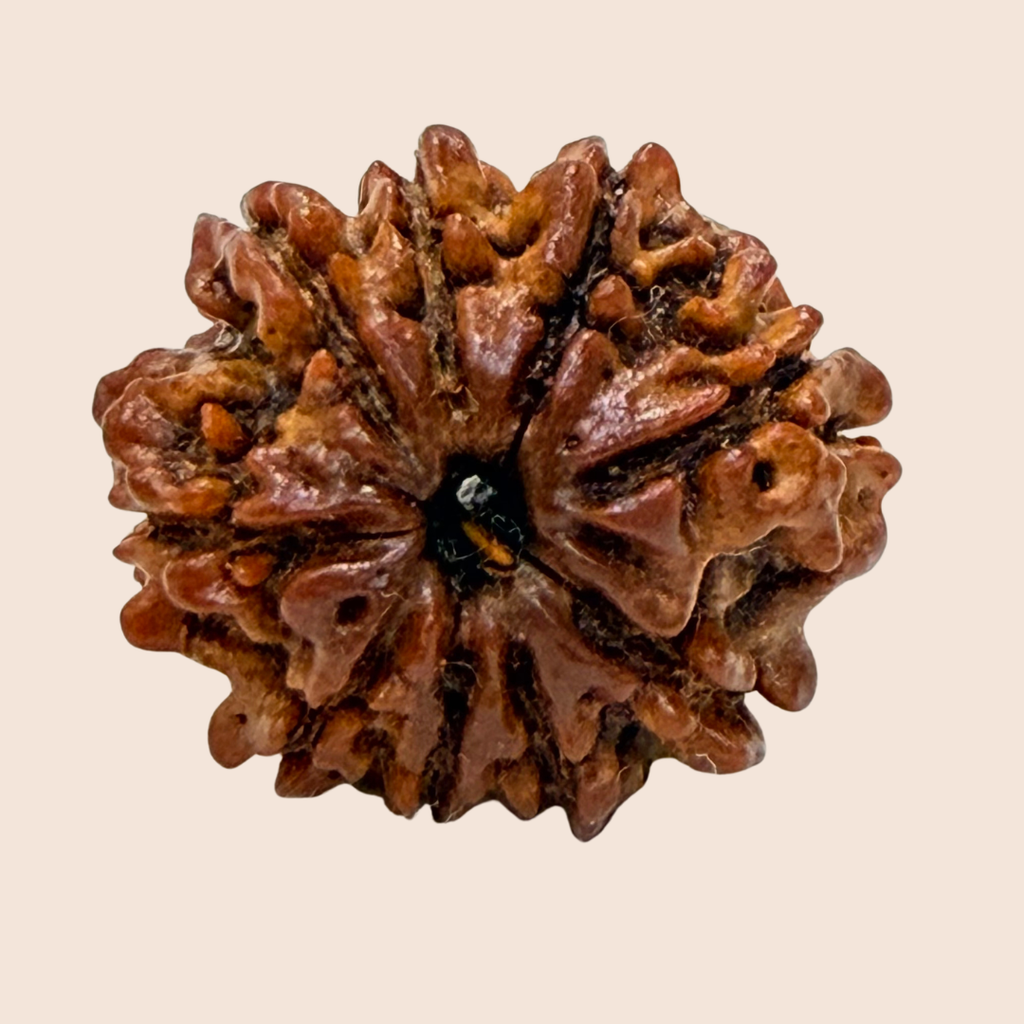 9 Mukhi Nepali Rudraksha