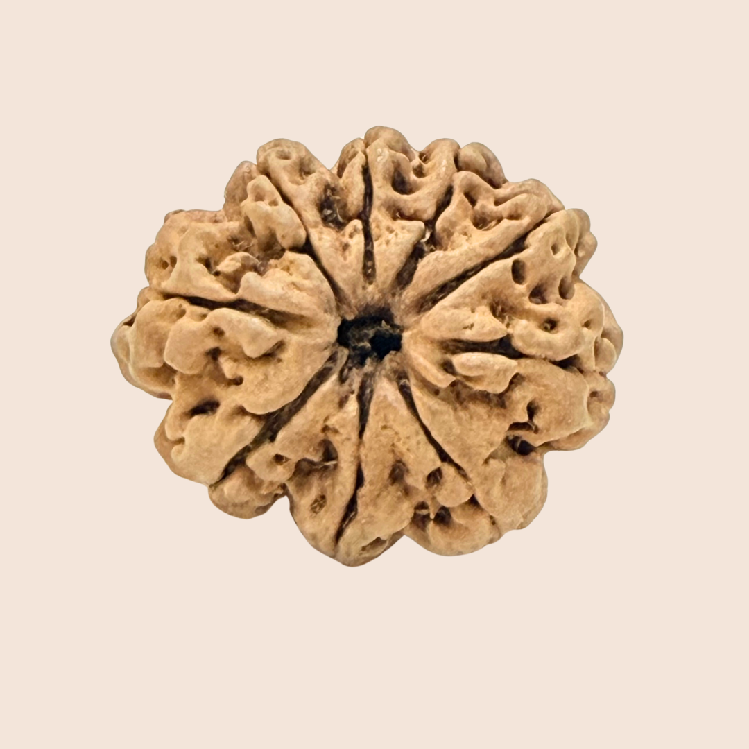 9 Mukhi Nepali Rudraksha