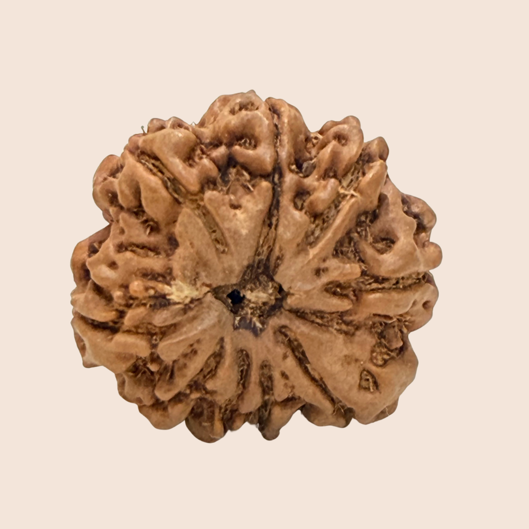 9 Mukhi Nepali Rudraksha