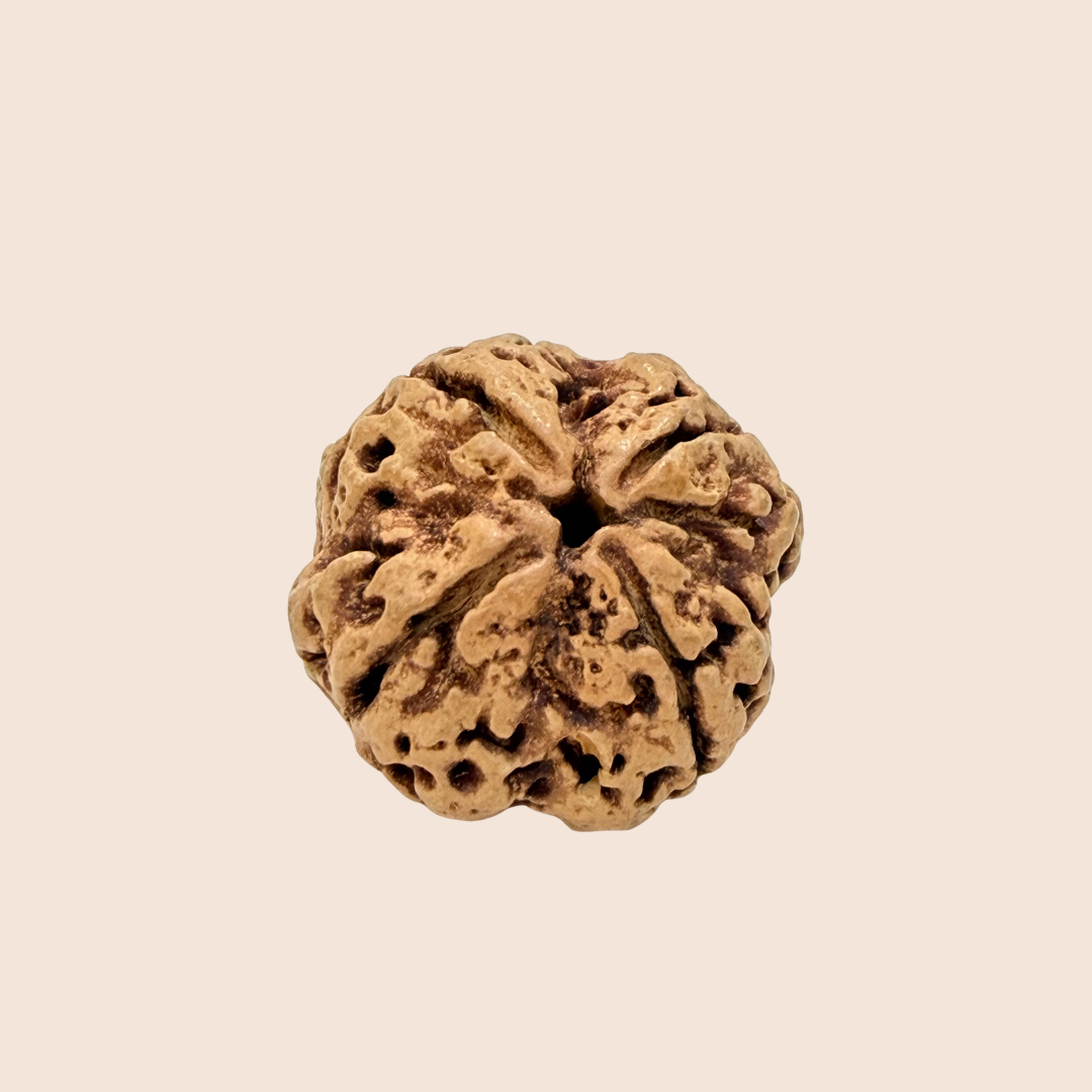 4 Mukhi Nepali Rudraksha