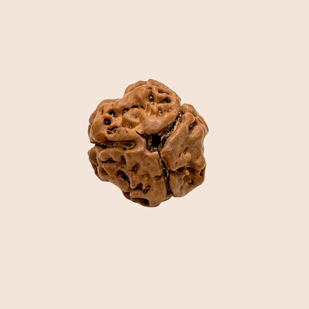 3 Mukhi Nepali Rudraksha