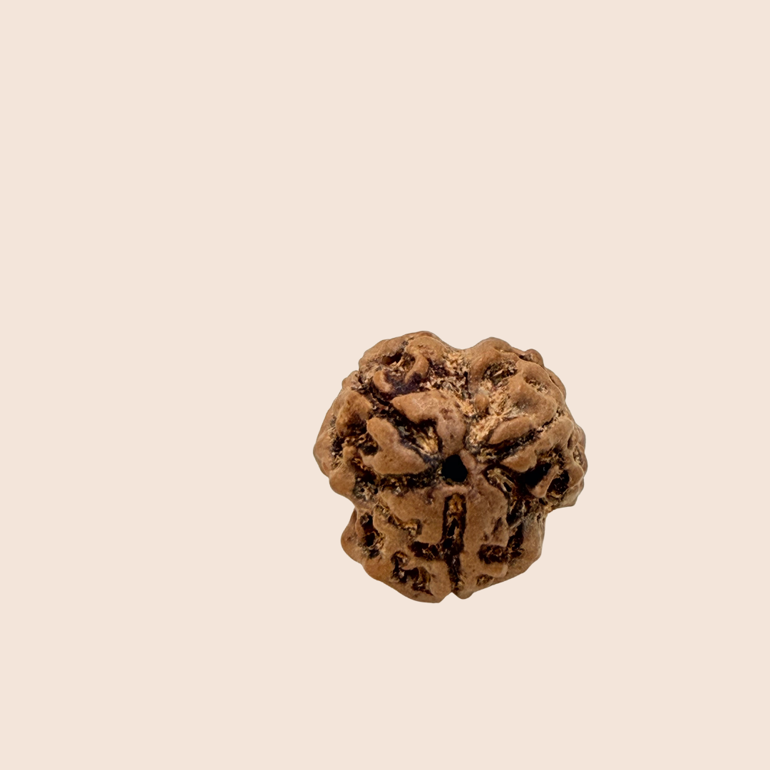 3 Mukhi Nepali Rudraksha