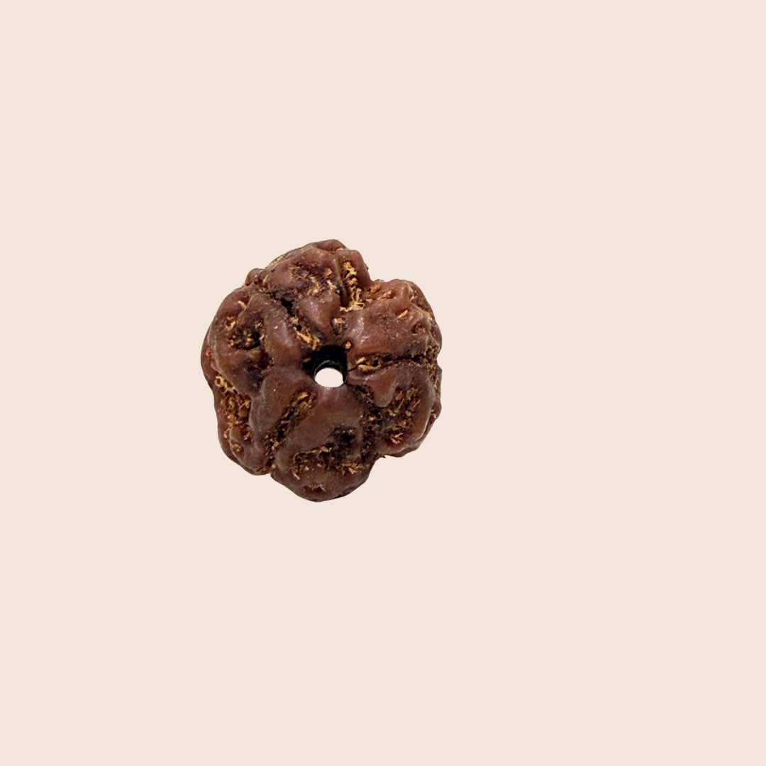 3 Mukhi Nepali Rudraksha