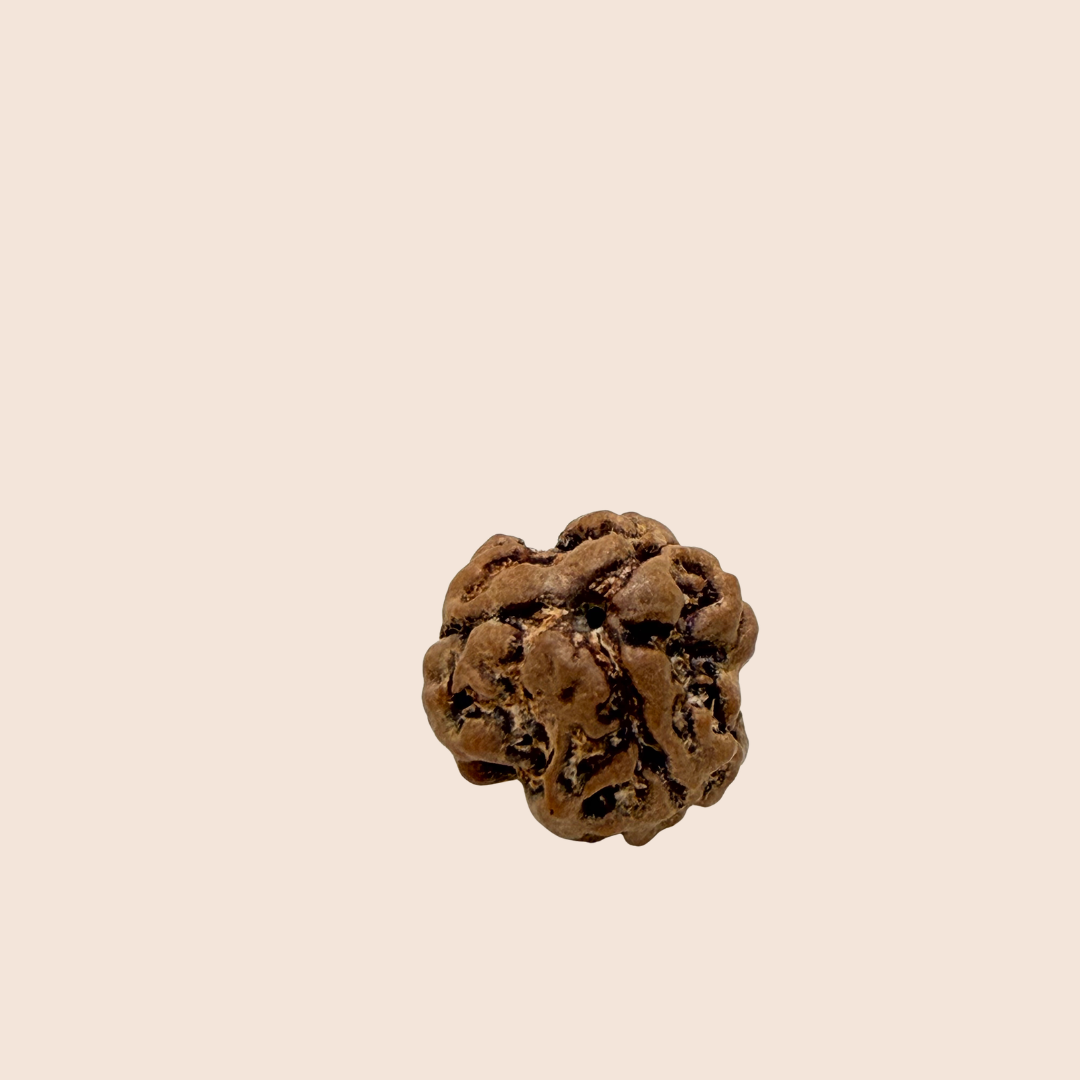 3 Mukhi Nepali Rudraksha