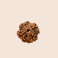 4 Mukhi Nepali Rudraksha