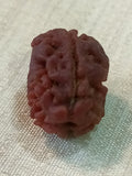 2 Mukhi Nepali Rudraksha
