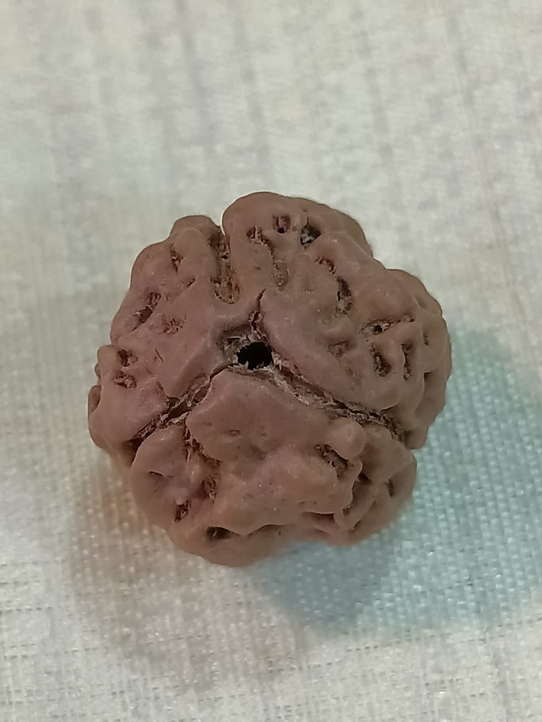 3 Mukhi Nepali Rudraksh