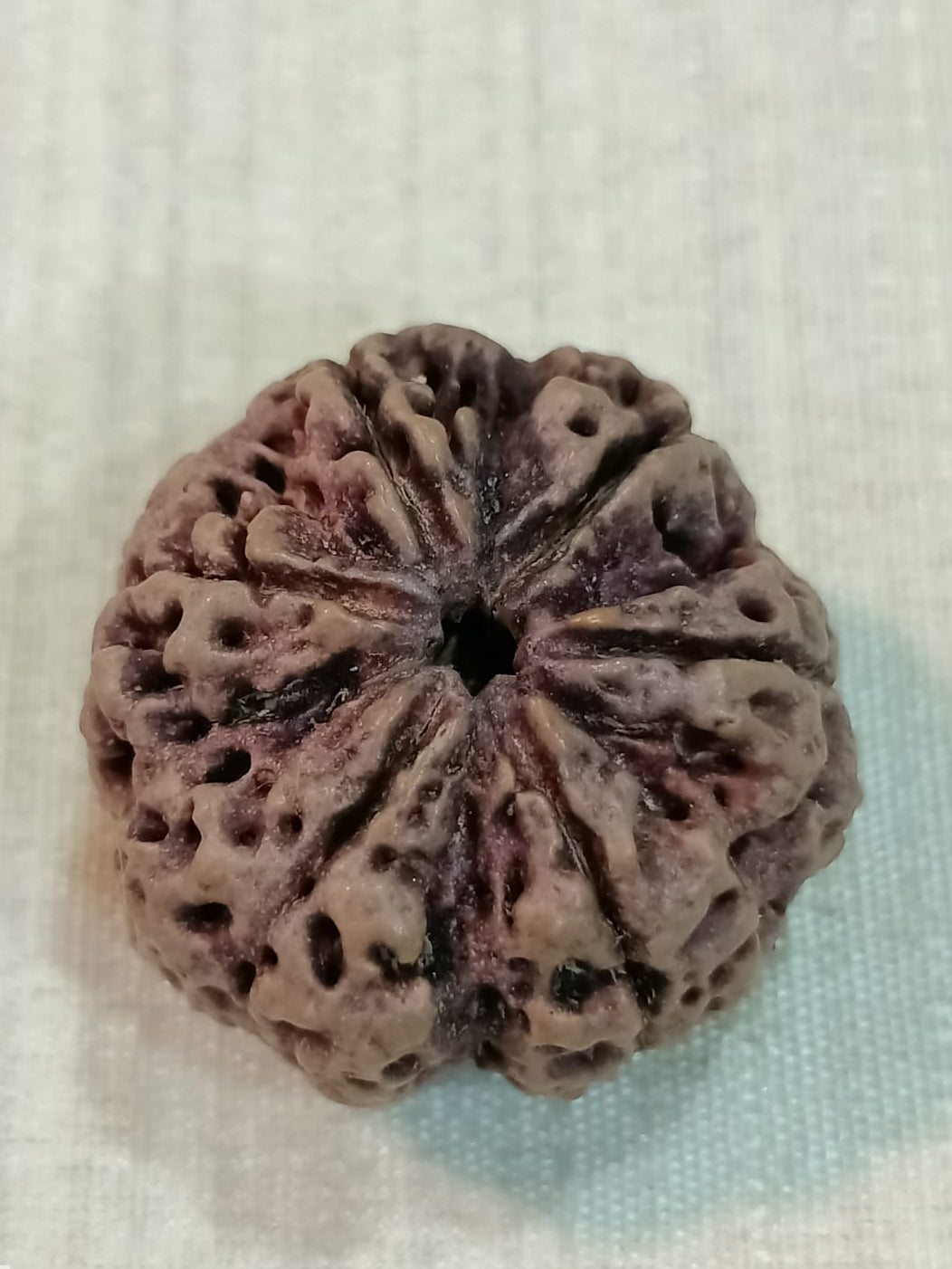 6 Mukhi Nepali Rudraksh