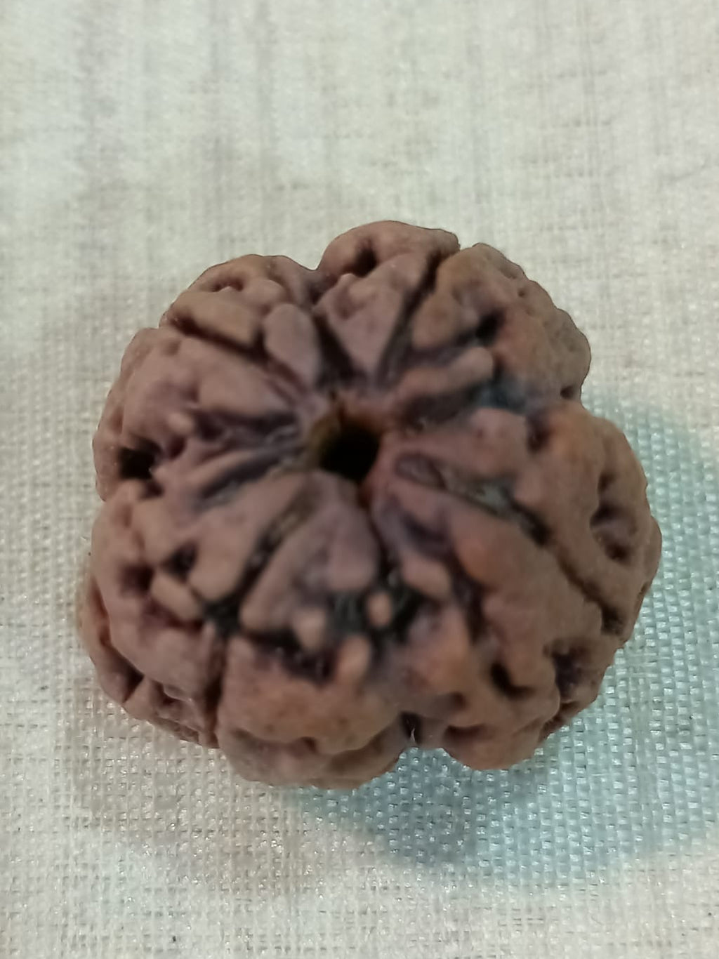 4 Mukhi Nepali Rudraksh