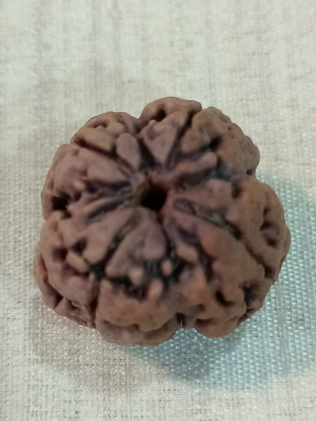 4 Mukhi Nepali Rudraksh