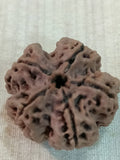 5 Mukhi Nepali Rudraksh