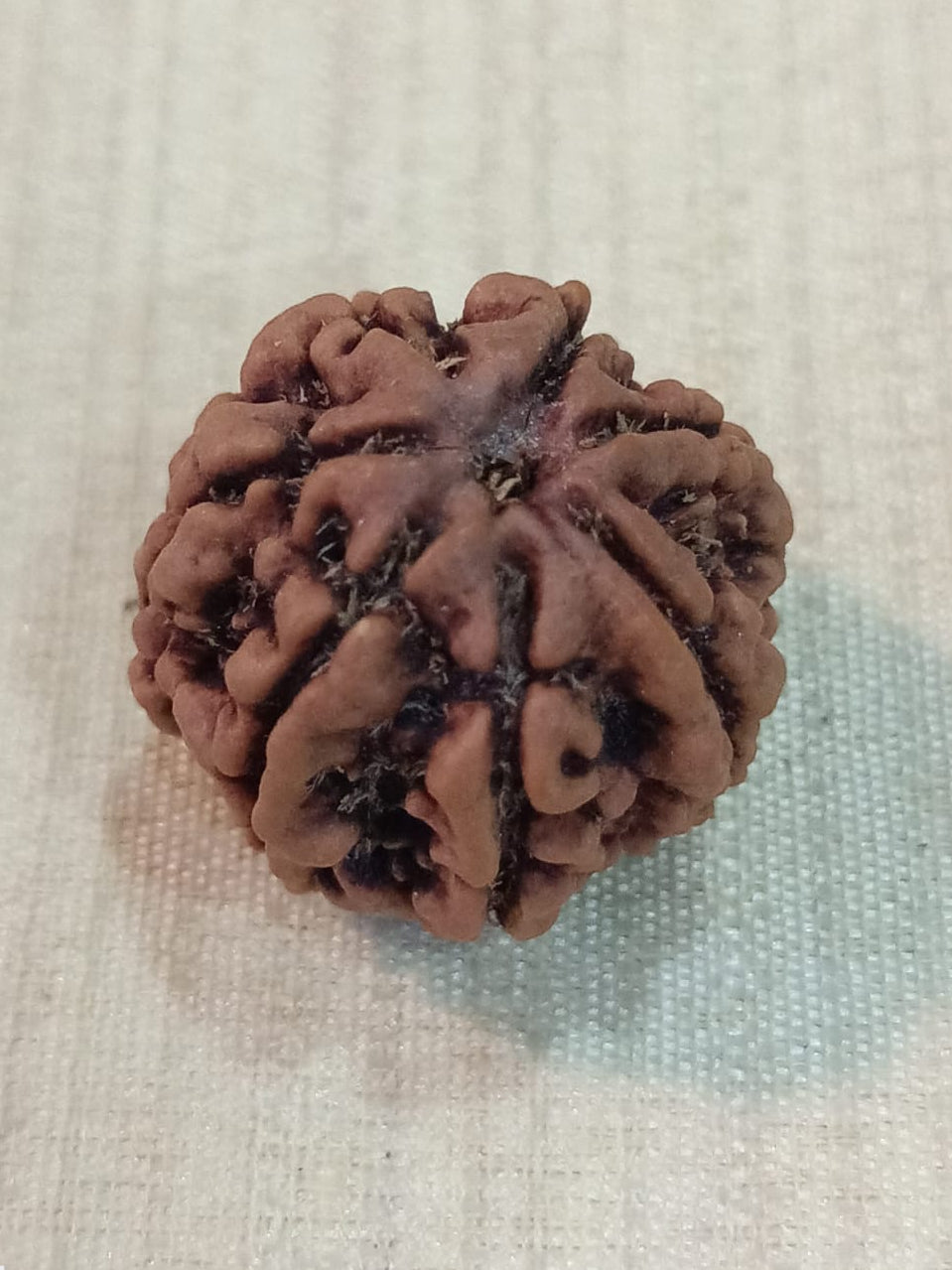 7 Mukhi Nepali Rudraksh