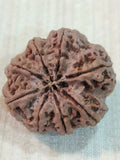 8 Mukhi Nepali Rudraksh