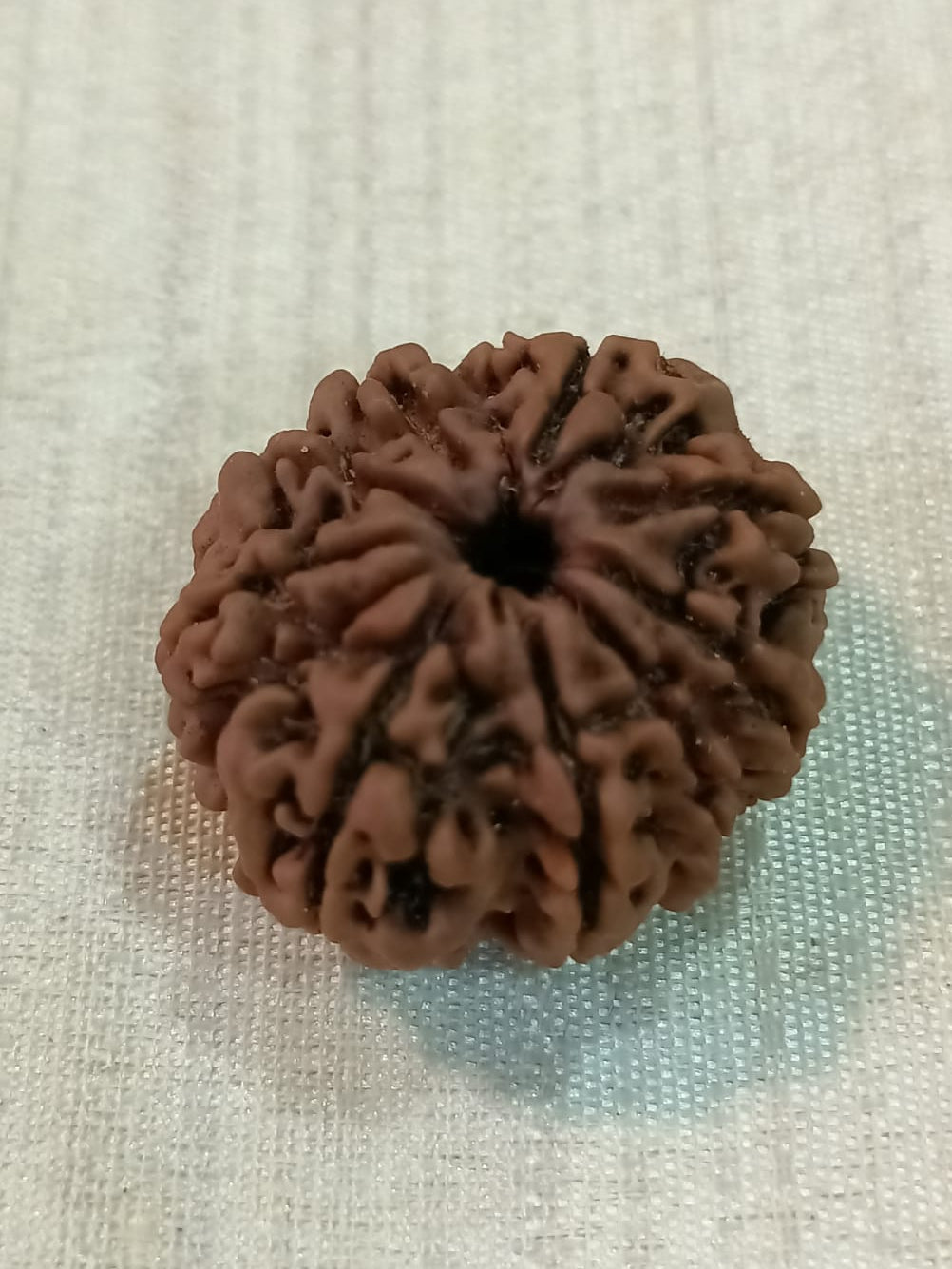 9 Mukhi Nepali Rudraksh