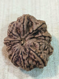 10 Mukhi Nepali Rudraksh