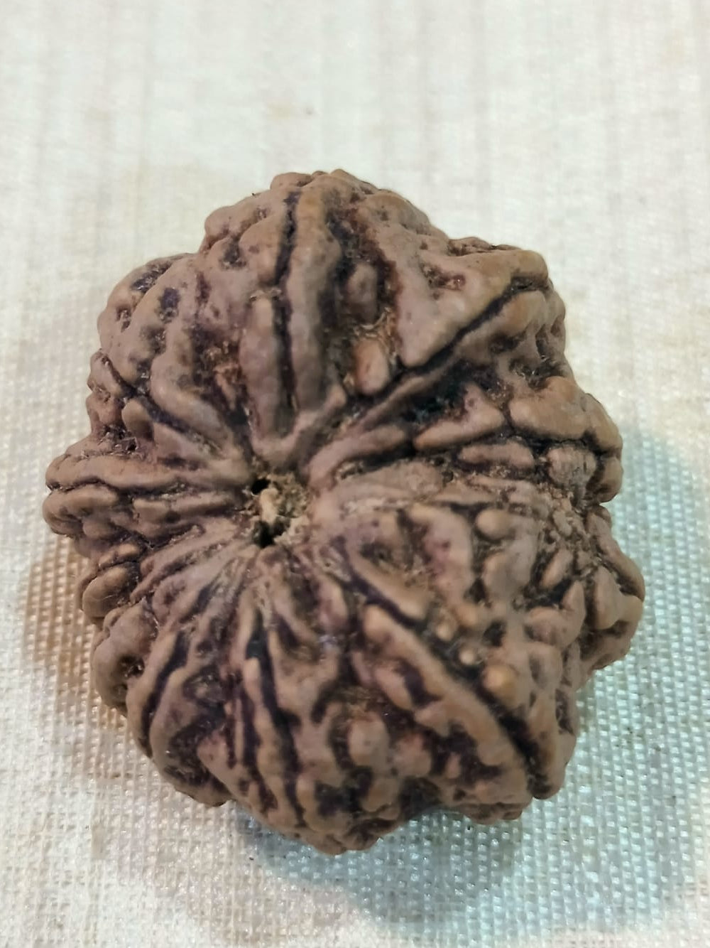 10 Mukhi Nepali Rudraksh