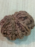 11 Mukhi Nepali Rudraksh