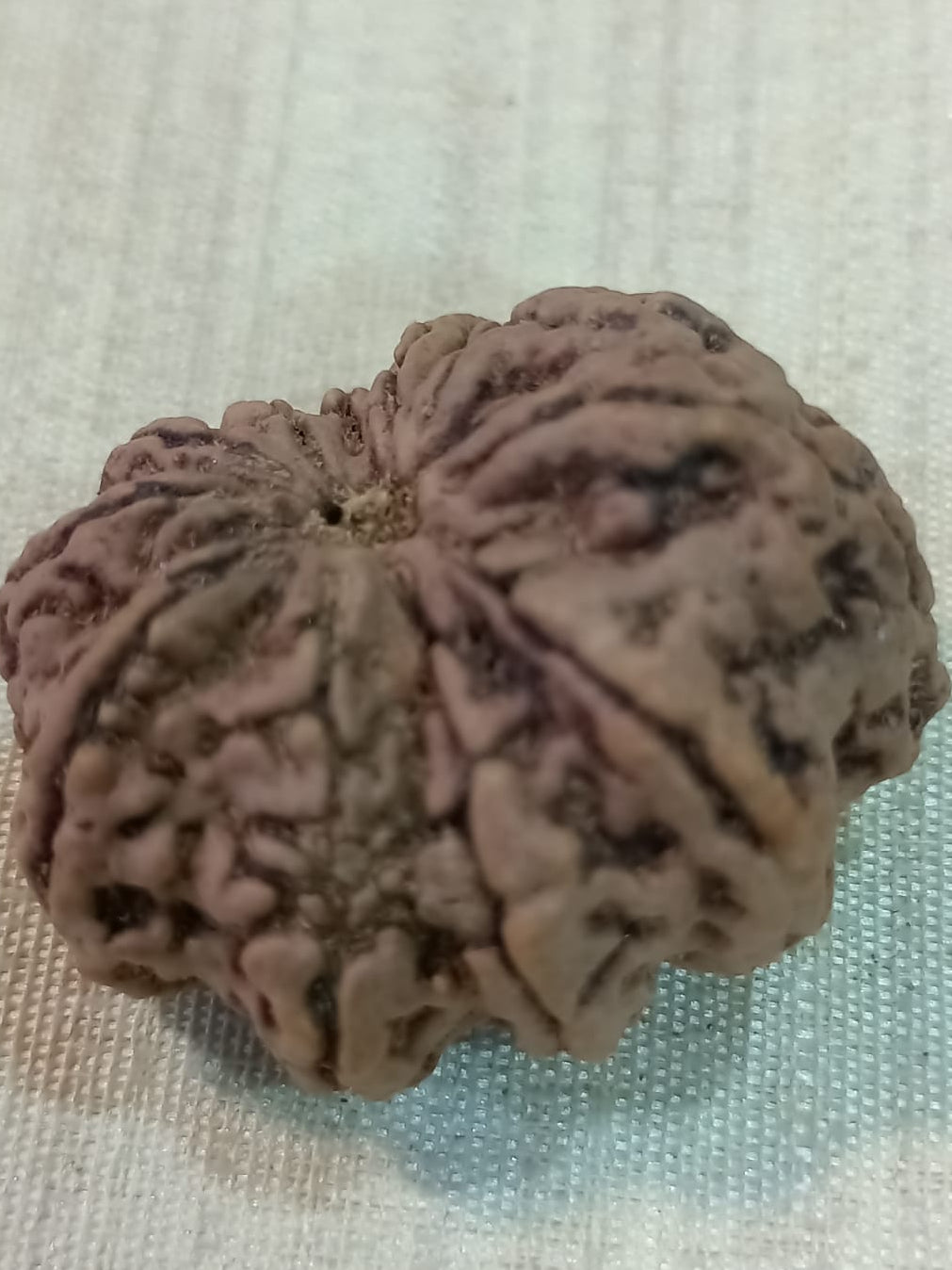11 Mukhi Nepali Rudraksh