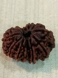 12 Mukhi Nepali Rudraksh