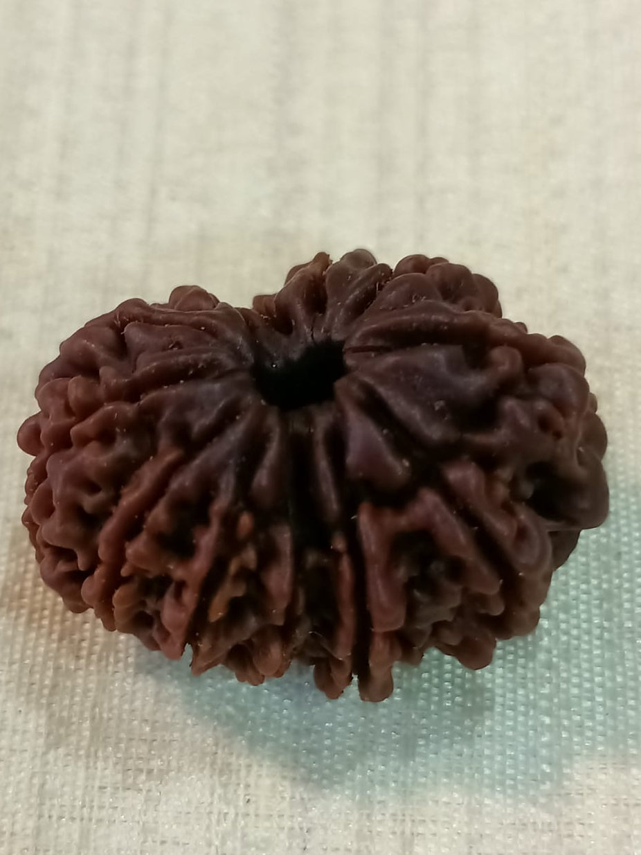 12 Mukhi Nepali Rudraksh