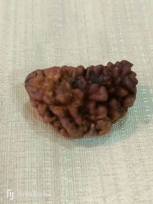 1 Mukhi Kaju Dana