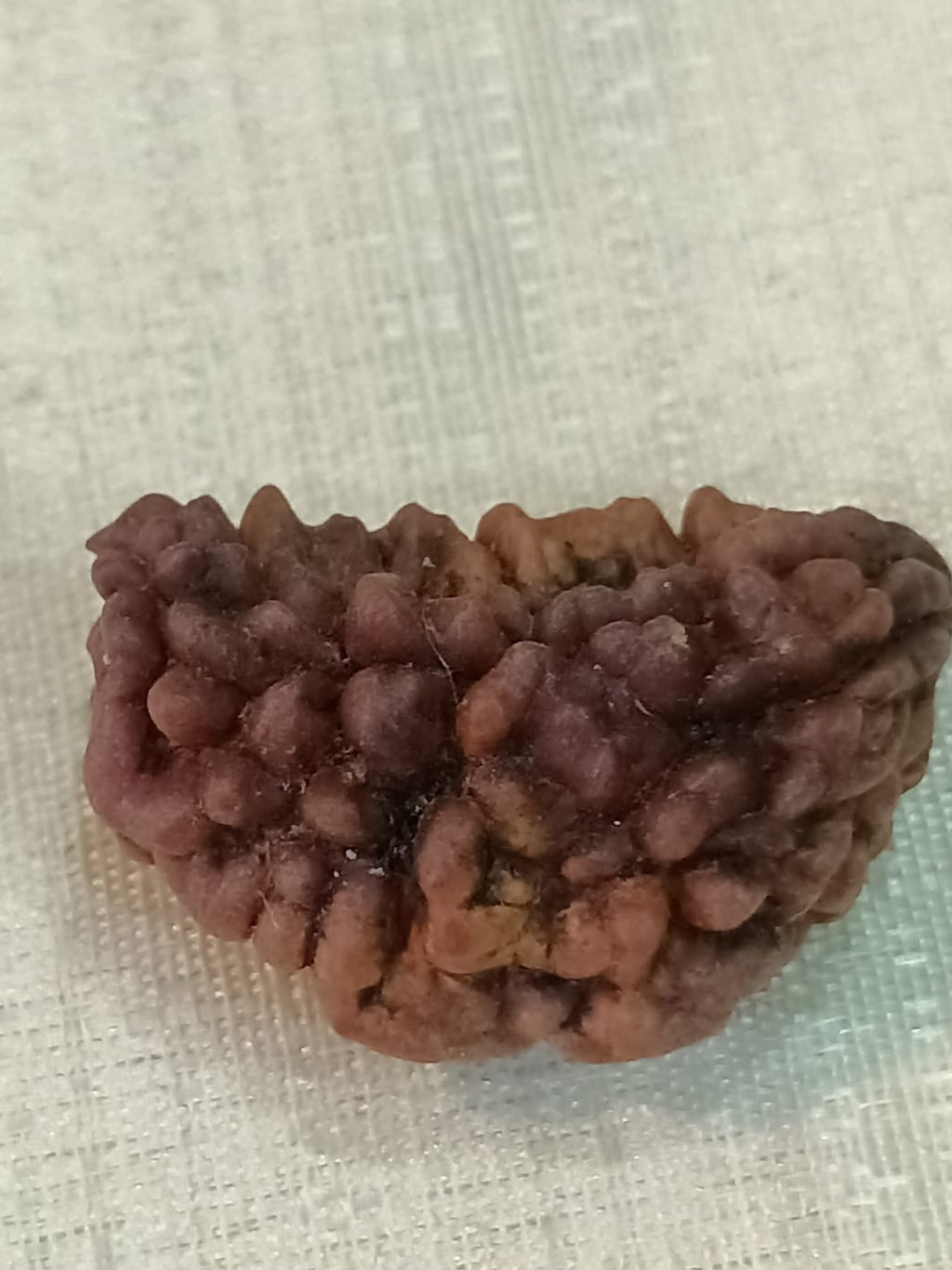 1 Mukhi Kaju Dana