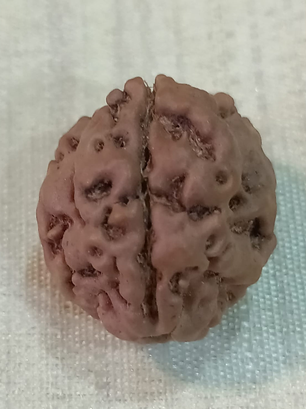 3 Mukhi Nepali Rudraksh