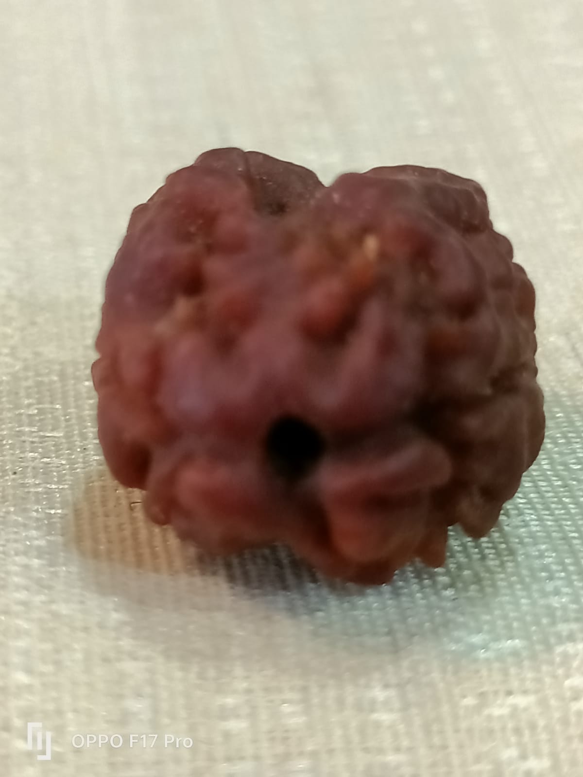 2 Mukhi Nepali Rudraksha
