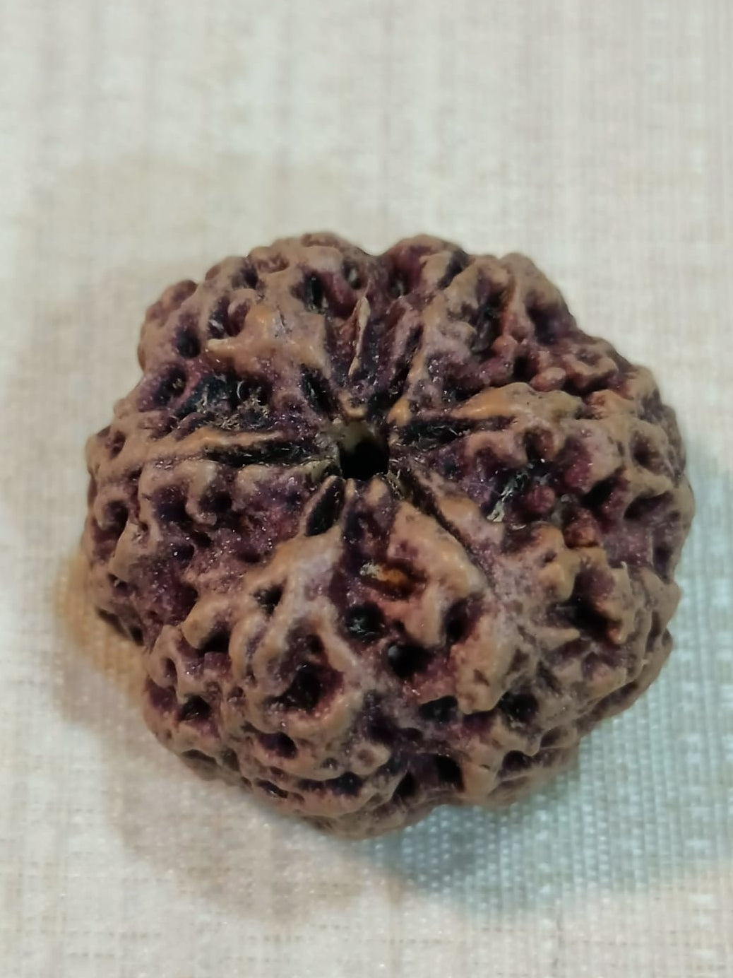 6 Mukhi Nepali Rudraksh