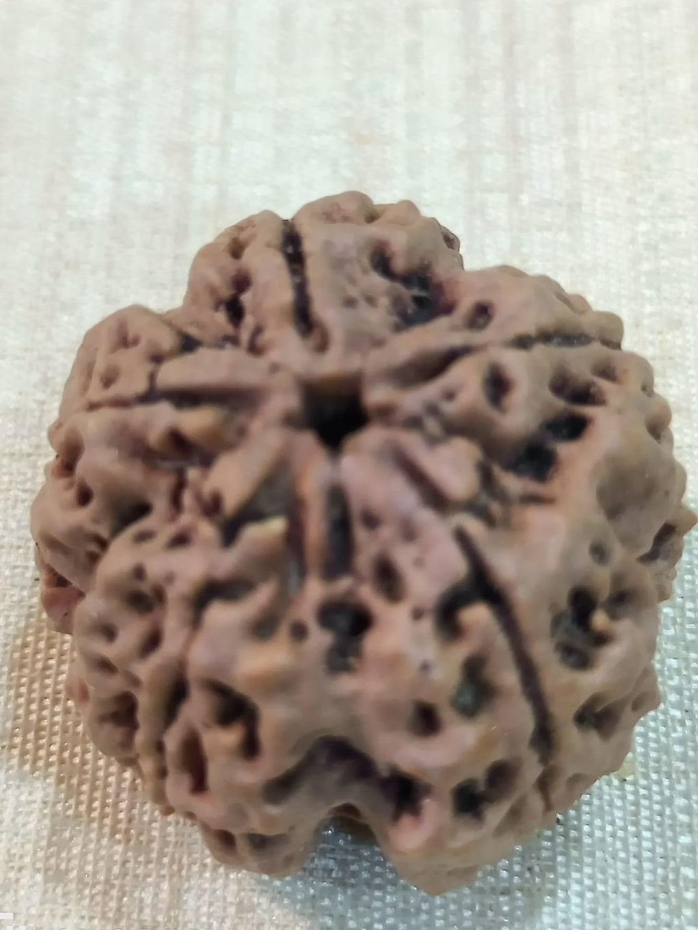 4 Mukhi Nepali Rudraksh