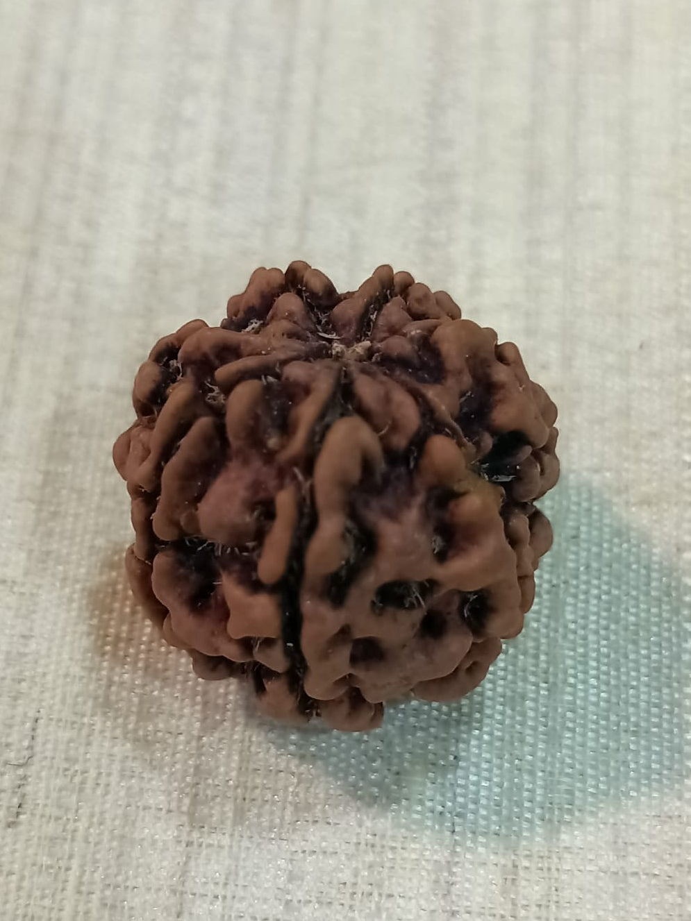 7 Mukhi Nepali Rudraksh