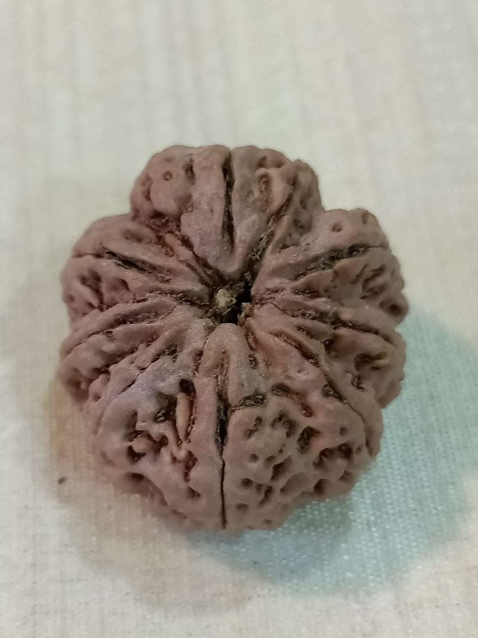 8 Mukhi Nepali Rudraksh
