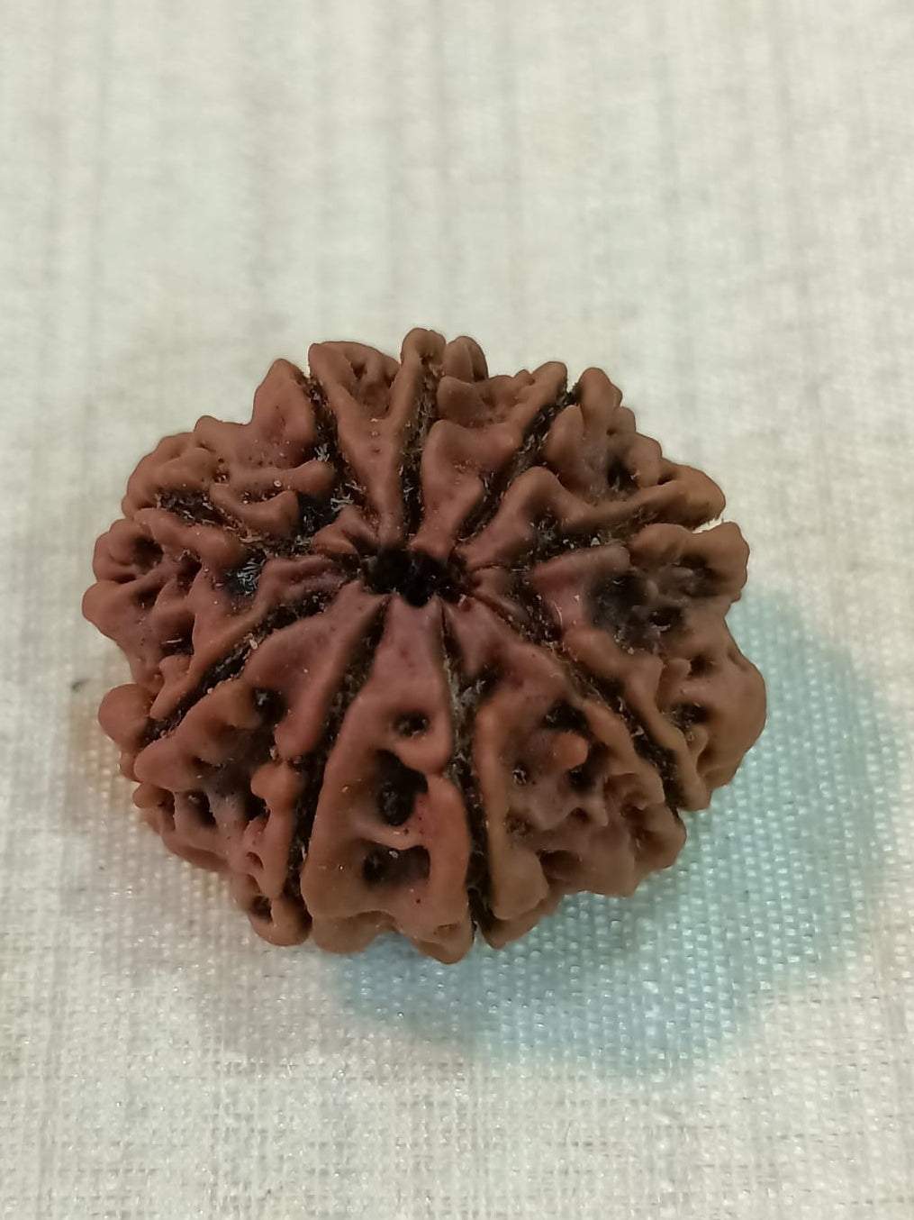 9 Mukhi Nepali Rudraksh