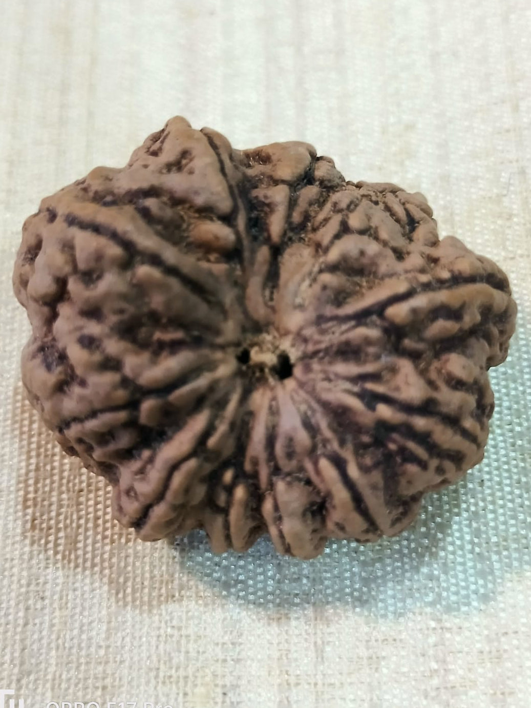 10 Mukhi Nepali Rudraksh